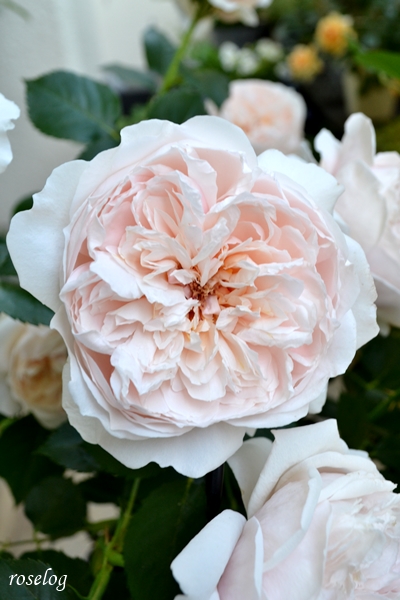 20230428 メーヴェ バラ アップルローゼス 4月 開花 画像 roselog