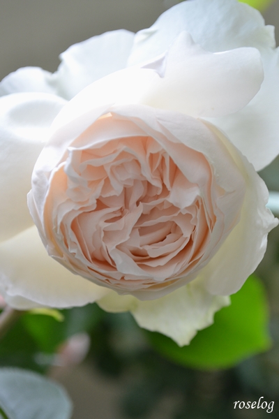 20230429 パブロワ バラ デルバール 一番花 4月 開花 画像 roselog