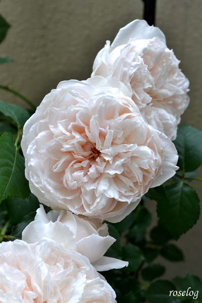20230430 メーヴェ バラ アップルローゼス 4月 開花 画像 roselog