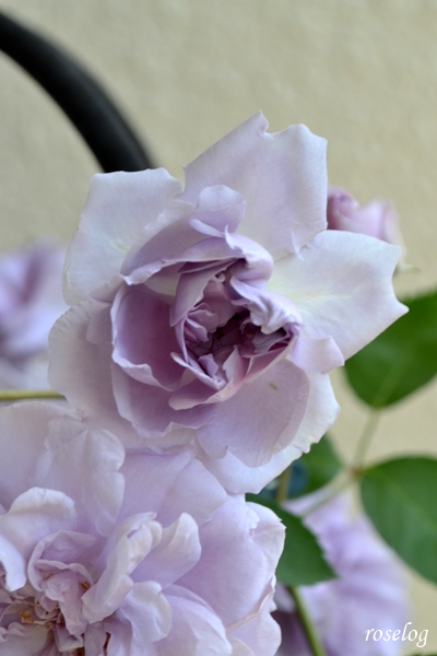 20230504 レイニーブルー バラ オベリスク 仕立て 5月 開花 画像 roselog