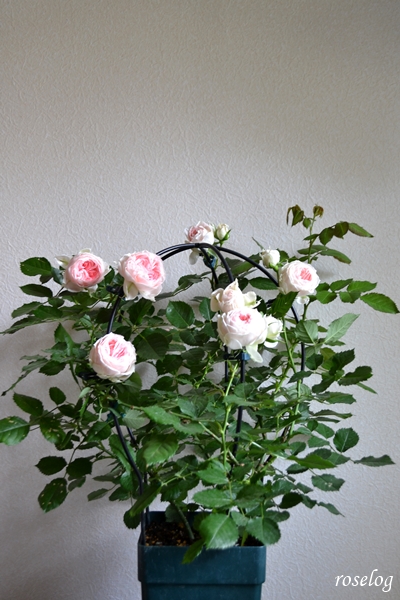 20230506 パシュミナ バラ バルーン オベリスク 仕立て 5月 開花 画像 roselog