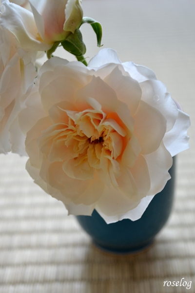 20230506 メーヴェ バラ アップルローゼス 5月 開花 画像 roselog