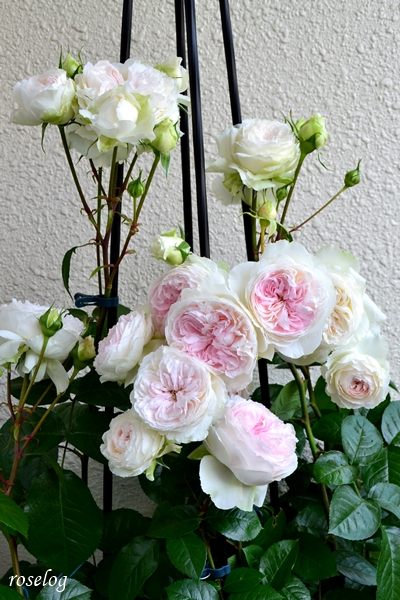 20230521 ロクサーヌ バラ ロサオリエンティス トピアリースティック 仕立て 5月 開花 画像 roselog
