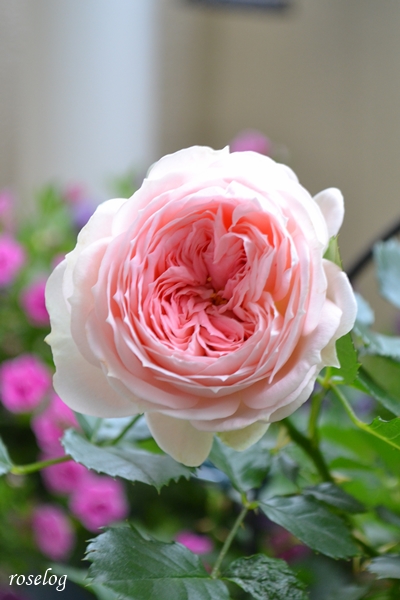 20230526 薔薇 パシュミナ 1番花の残り 5月 開花 画像 roselog