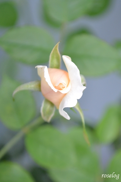 20230614 メーヴェ バラ アップルローゼス 2番花 蕾 画像 6月 roselog