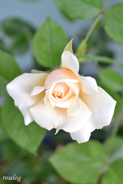 20230615 メーヴェ バラ アップルローゼス 2番花 蕾 6月 画像 roselog