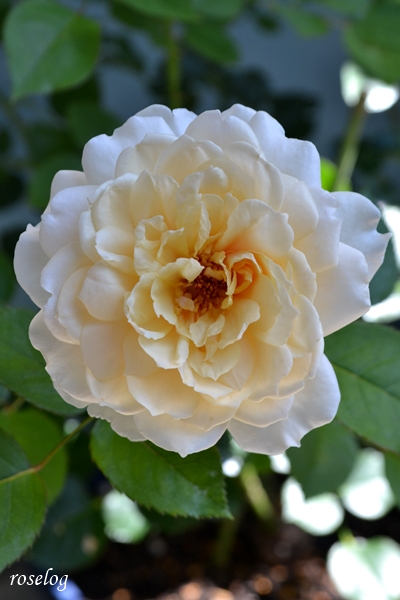20230616 メーヴェ バラ アップルローゼス 2番花 開花 画像 roselog