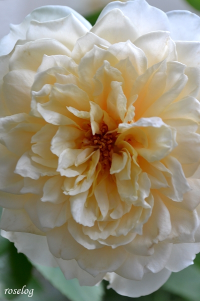 20230616 メーヴェ バラ アップルローゼス 2番花 開花 画像 roselog