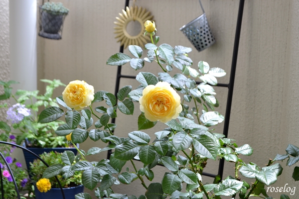 20230618 シューセルクル 薔薇 2番花 開花 画像 roselog