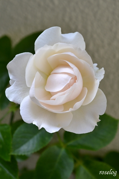 20230618 パブロワ バラ デルバール 2番花 蕾 開花 画像 roselog