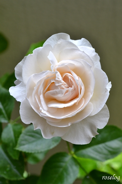 20230618 パブロワ バラ デルバール 2番花 開花 画像 roselog