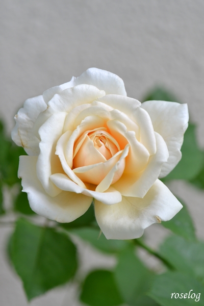 20230618 メーヴェ バラ アップルローゼス 2番花 開花 画像 roselog