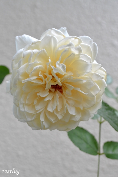 20230618 メーヴェ バラ アップルローゼス 2番花 開花 画像 roselog