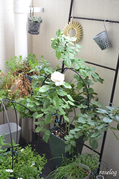 20230809 パシュミナ バラ コルデス 鉢植え バルーンオベリスク 仕立て 8月 開花 画像 roselog