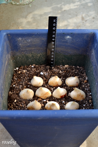 チューリップ ビオラ 寄せ植え やり方 ダブルデッカー プランター 鉢植え 球根 深さ 画像 roselog01