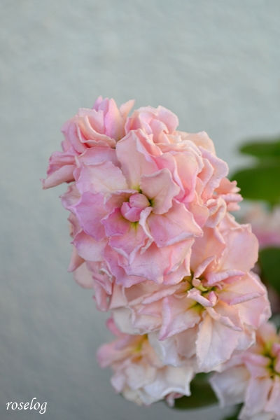20240116 ストック ヴィンテージ カラー ピンク 八重咲き 1月 開花 画像 roselog