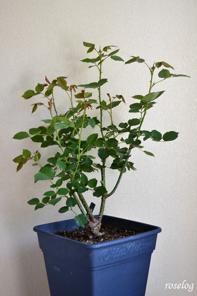 20240413 メーヴェ バラ アップルローゼス 鉢植え 8号角鉢 樹高50cm強 4月 蕾 画像 roselog