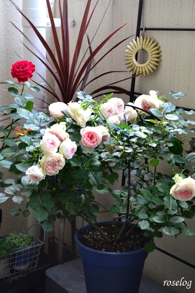 20240515 パシュミナ バラ バルーンオベリスク 仕立て 400φ 7号鉢 一番花 5月 開花 画像 roselog