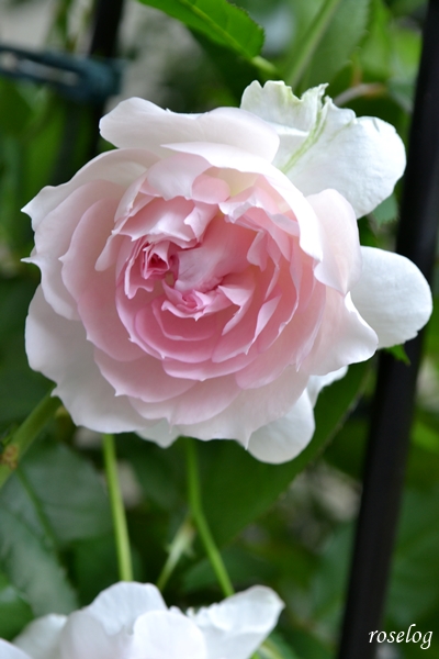 20240520 シャリマー バラ ロサオリエンティス タイプ0 5月 春 開花 画像 roselog