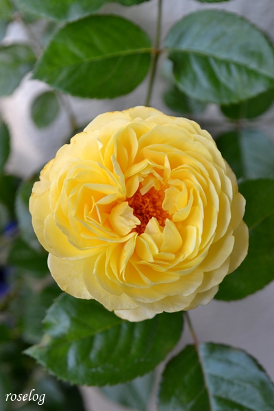 20240606 シューセルクル 薔薇 2番花 コメリ 吉池貞蔵 6月 開花 画像 roselog