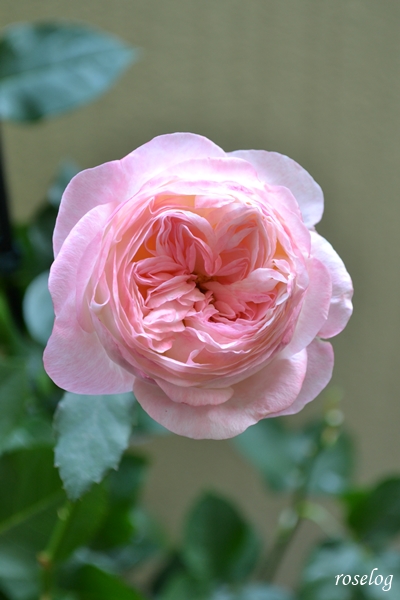 20240608 シャルドネ 薔薇 パティオローズ 小川宏 6月 開花 画像 roselog