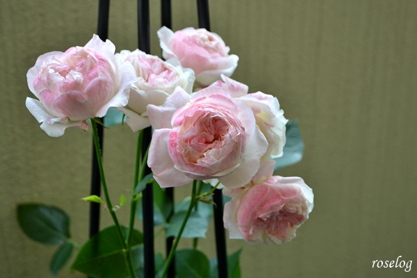 20240608 シャルドネ 薔薇 パティオローズ 小川宏 6月 開花 画像 roselog