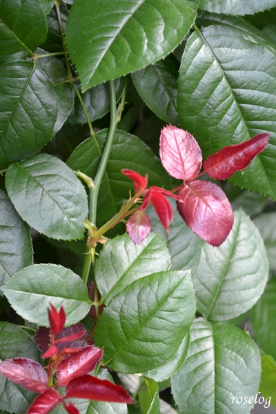 20240615 ロクサーヌ バラ ロサオリエンティス タイプ1 バラの家 新芽 赤い 画像 roselog