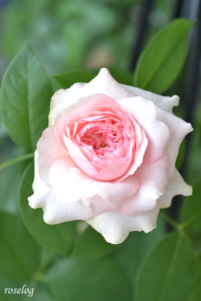 20240714 メイドインヘブン バラ ロサオリエンティス タイプ1 2番花 7月 開花 画像 薔薇 roselog