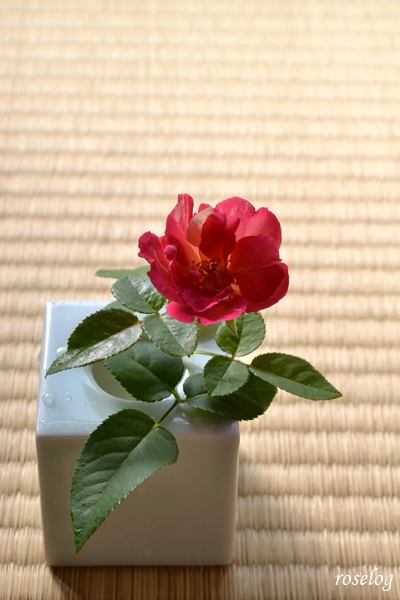 20240908 エドゥアールマネ バラ デルバール 9月 開花 切り花 画像 畳 薔薇 roselog