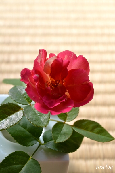 20240908 エドゥアールマネ バラ デルバール 9月 開花 切り花 画像 畳 薔薇 roselog