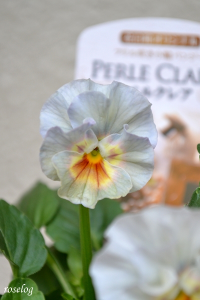 20241027 ペルクレア パンジー フリル咲き 花日和 10月 秋 開花 画像 ブログ roselog