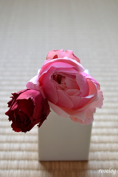 20250101 プランタジネット メーヴェ バラ ロサオリエンティス アップルローゼス 切り花 新年の薔薇 画像 roselog