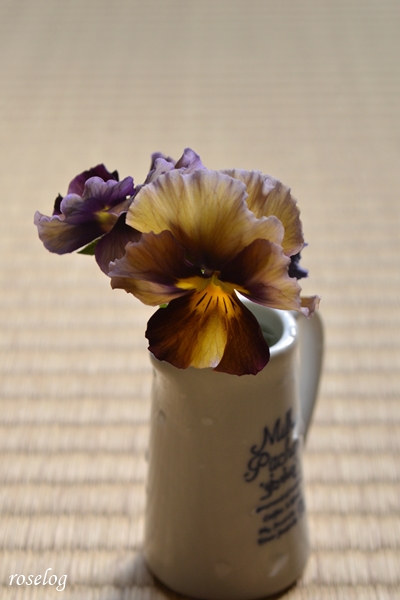 20250125 ビオラ ファルファリア NO.79 冬 1月 開花 すじすじビオラ 画像 roselog