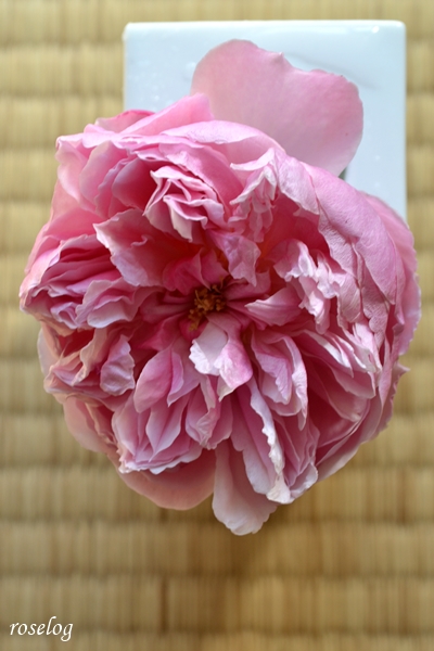 20250125 メーヴェ バラ アップルローゼス 冬 1月 開花 畳 薔薇 tatami 画像 roselog