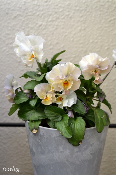 20250126 ペルクレア ビオラ 鉢植え 冬 1月 開花 4.5号鉢 画像 roselog