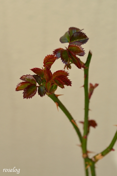 20250201 ライフ バラ ロサオリエンティス タイプ1 バラの家 2月 新芽 画像 ブログ roselog