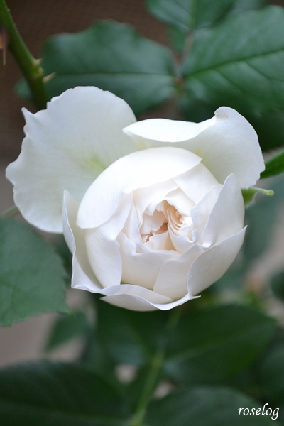 20250424 シーシェルアイズ バラ コマツガーデン ブログ 4月 蕾 画像 roselog