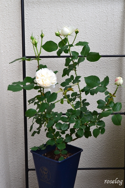 20250426 シーシェルアイズ バラ コマツガーデン 鉢植え 5号角鉢 樹高50cm 樹形 画像 ブログ 4月 開花 roselog