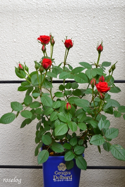 20250426 母のミニバラ 赤 ブログ 4号角鉢 樹高30cm 4月 開花 画像 roselog