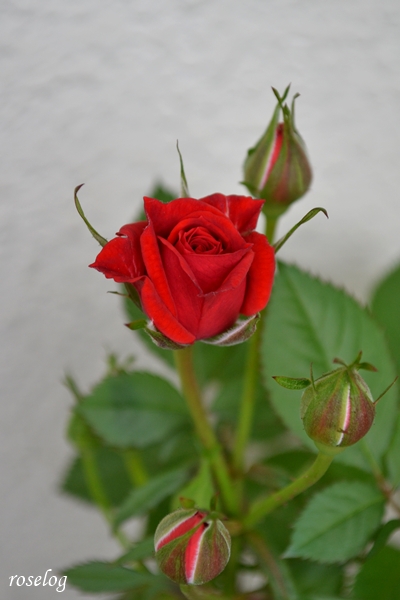20250426 母のミニバラ 赤 ブログ 4月 開花 画像 roselog