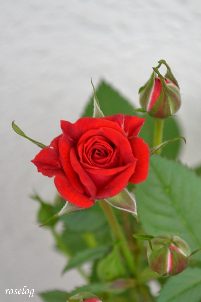 20250426 母のミニバラ 赤 ブログ 4月 開花 画像 roselog