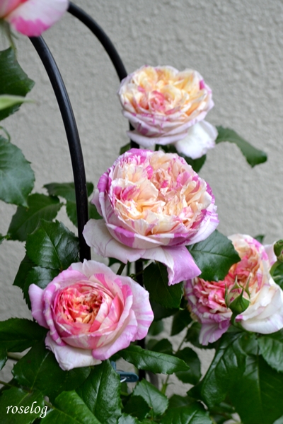 20250427 エドゥアールマネ バラ ブログ 4月 開花 画像 roselog