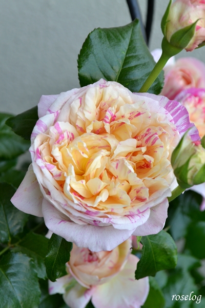 20250427 エドゥアールマネ バラ ブログ 4月 開花 画像 roselog