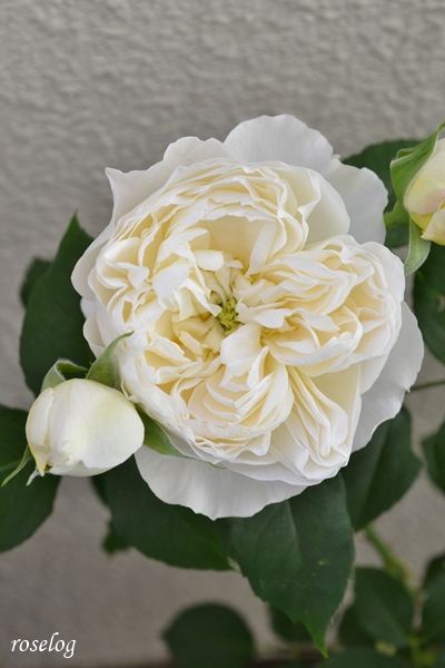 20250429 シーシェルアイズ バラ ブログ コマツガーデン ロゼット咲き グリーンアイ 4月 春 開花 画像 roselog