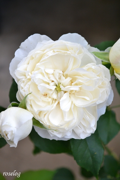 20250501 シーシェルアイズ バラ ブログ コマツガーデン ロゼット咲き グリーンアイ 5月 春 開花 画像 roselog