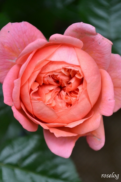 20250502 ライフ バラ ブログ ロサオリエンティス 一番花 ロゼット咲き 5月 春 開花 画像 roselog