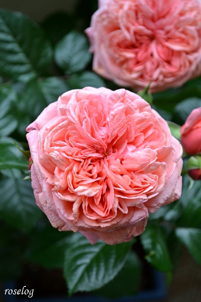 20250502 ライフ バラ ブログ ロサオリエンティス 一番花 花径9cm ロゼット咲き 5月 春 開花 画像 roselog