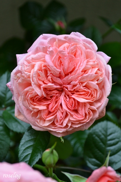 20250502 ライフ バラ ブログ ロサオリエンティス 一番花 花径9cm ロゼット咲き 5月 春 開花 画像 roselog