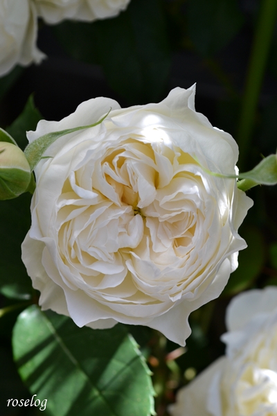 20250503 シーシェルアイズ バラ ブログ コマツガーデン ロゼット咲き 5月 春 開花 画像 roselog