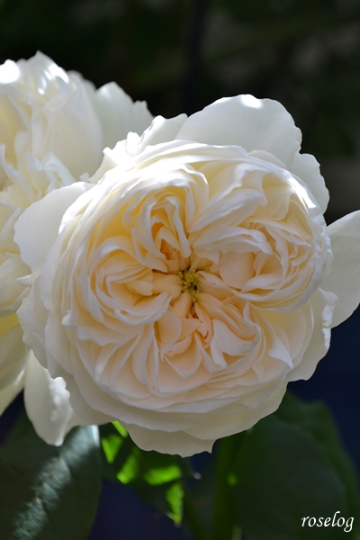 20250503 シーシェルアイズ バラ ブログ コマツガーデン ロゼット咲き 5月 春 開花 画像 roselog